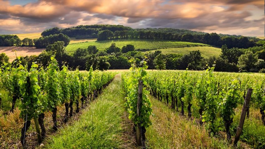Viticulture
