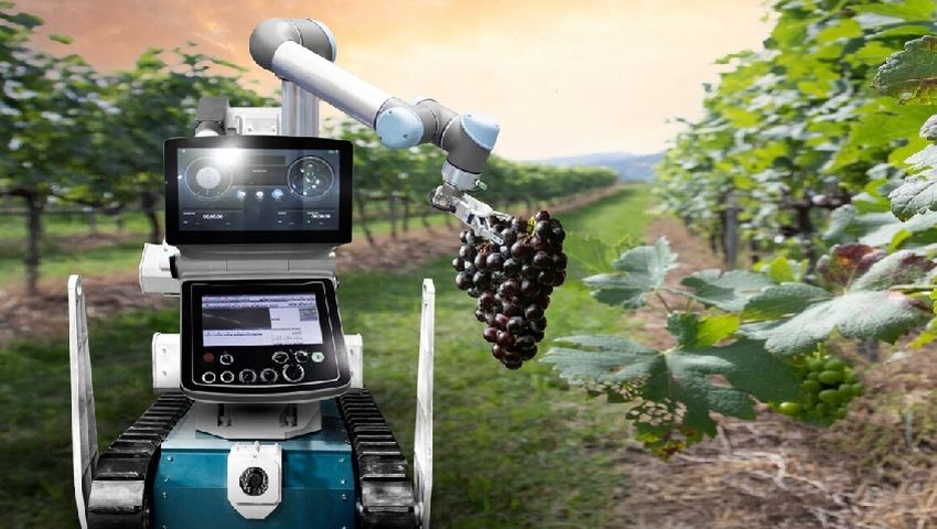 Viticulture