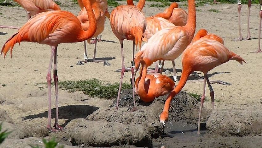 Condamnation pour la destruction des oeufs flamants roses