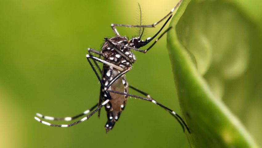 Chikungunya