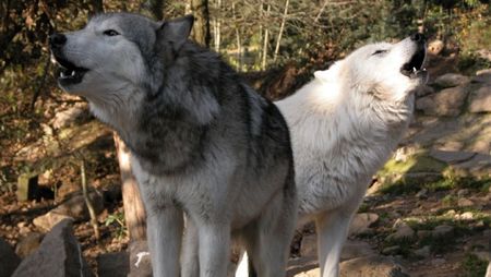 Loups du Gevaudan