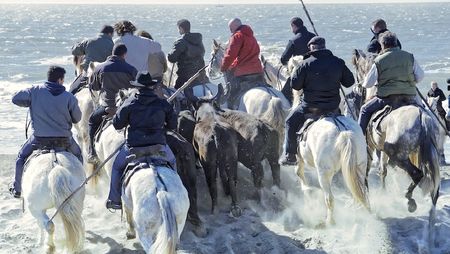 Abrivado du Grau du Roi