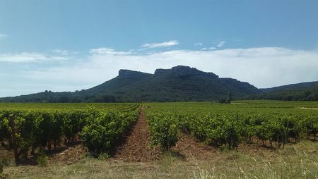 Filière viticole dans le Gard