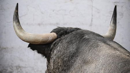 La visite au corral