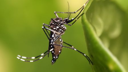 Chikungunya