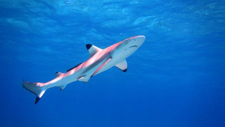 Requin bleu aperçu au Grau du Roi