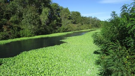 La Pistia