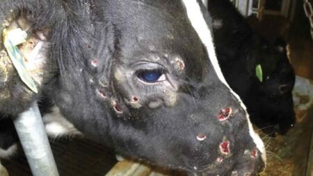 Dermatose animale