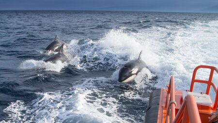 Les orques attaquent un bateau