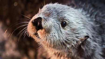 La loutre
