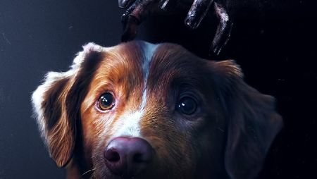Good Boy