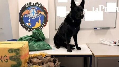 Saisie record de drogue