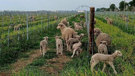 Moutons dans les vignes