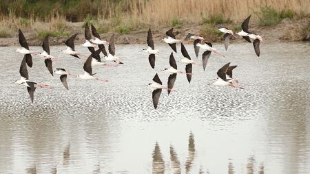parc ornithologique de Pont de Gau