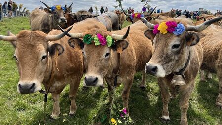 transhumance aubrac