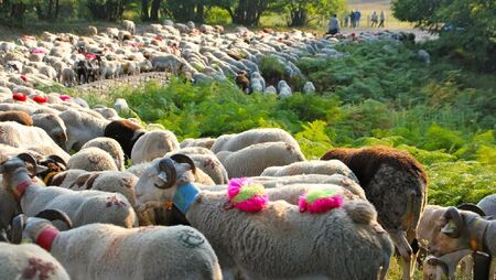 La transhumance