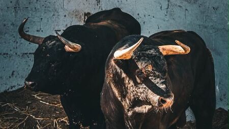 Vendanges Toros
