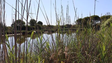 terre de camargue