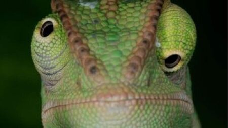 Adopter un caméléon